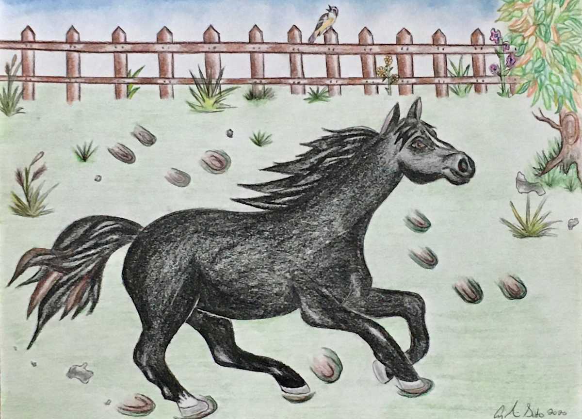Black Beauty by Angelica M. Soto 