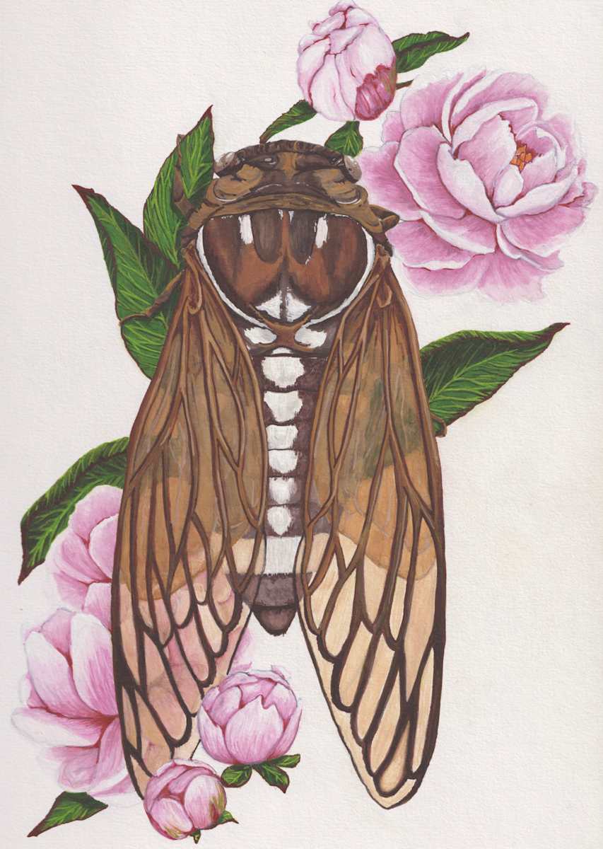 Bush Cicada by Stephenie Anderson 