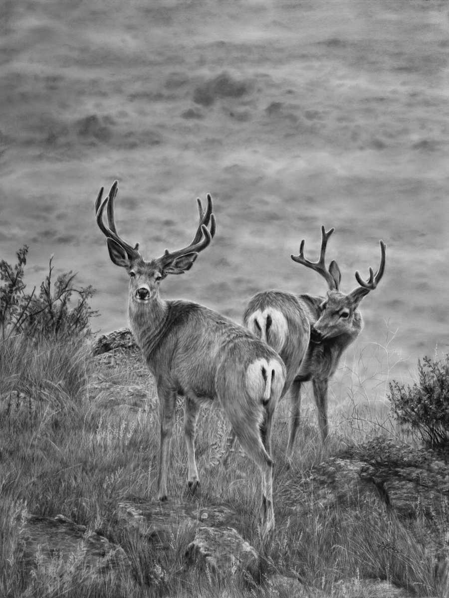 Muley Bucks by Amber Scally 