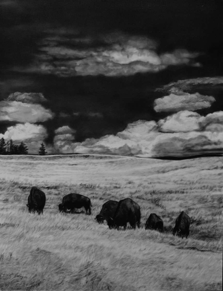Bison on the Prairie by Amber Scally, Image 1.