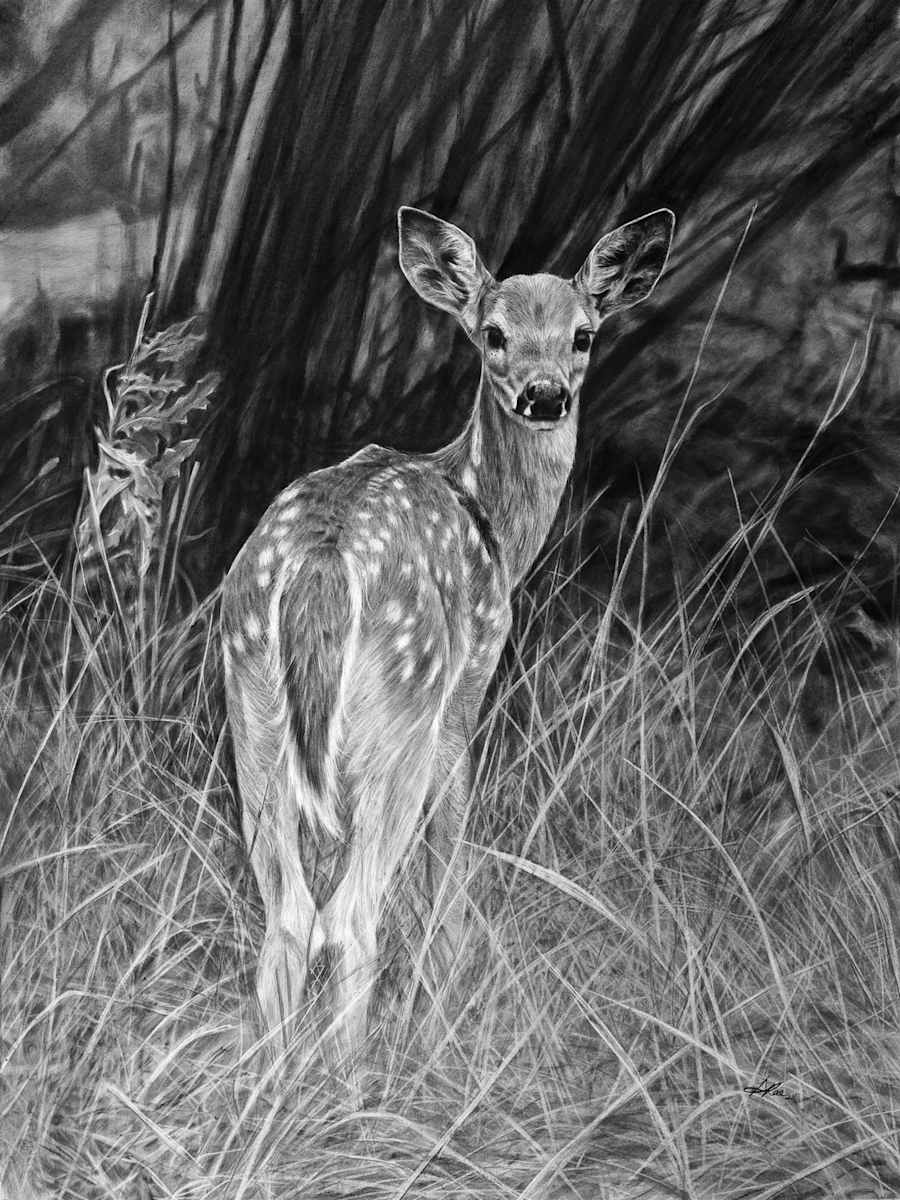 The Fawn by Amber Scally, Image 1.