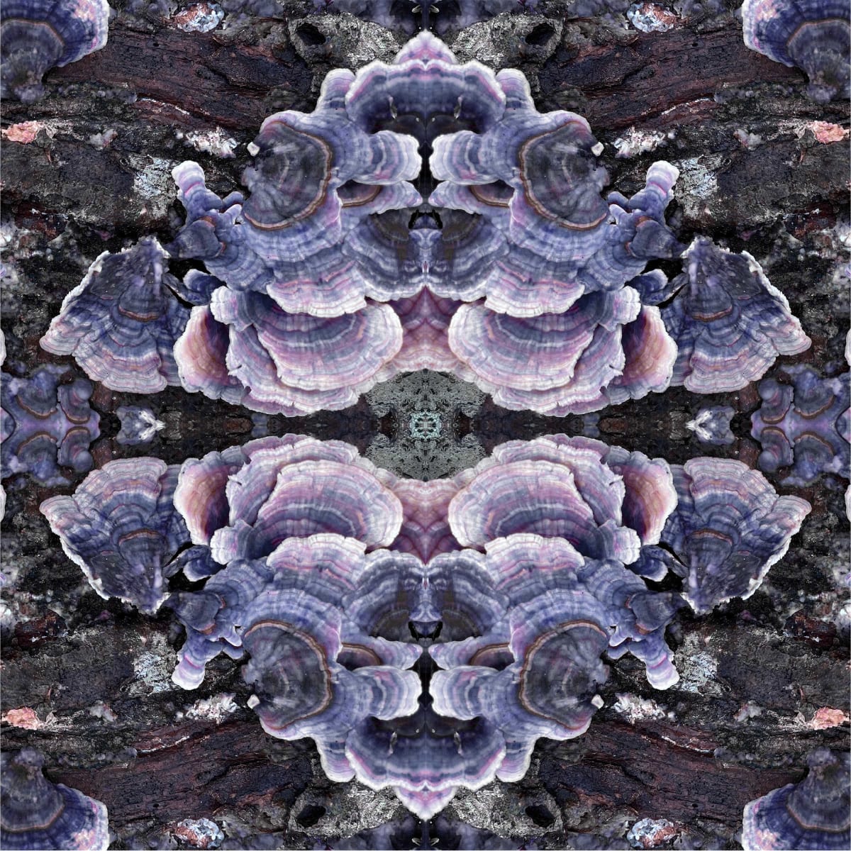 Alençon Lace 3 by Ellen Gaube  Image: Alençon Lace 3
