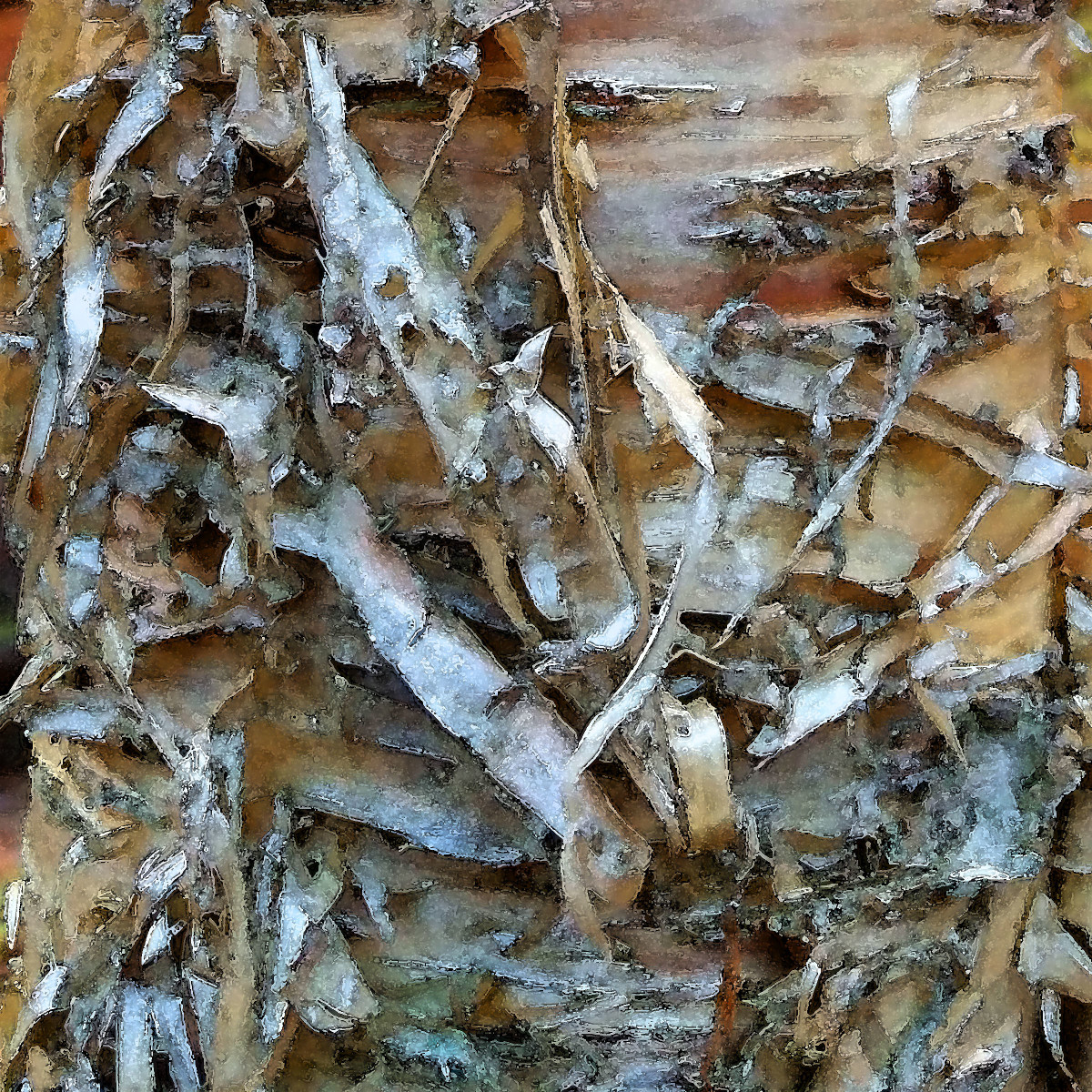 CW Birch 1 by Ellen Gaube  Image: CW Birch 1