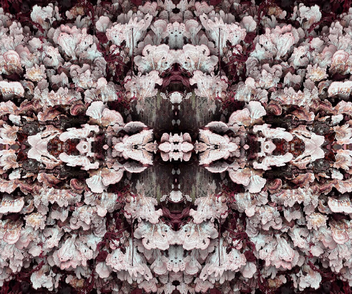 Canfield Lace 2 by Ellen Gaube  Image: Canfield Lace 2