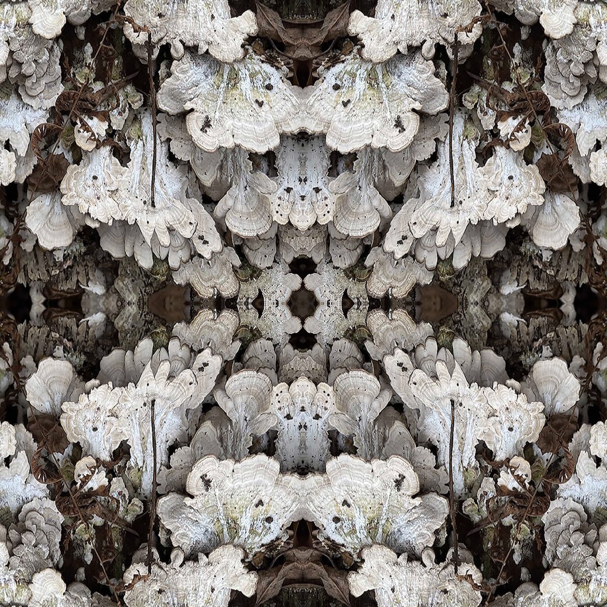 Canfield Lace 5 by Ellen Gaube  Image: Canfield Lace 5