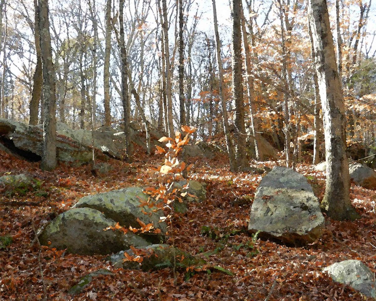 Canfield Woods 4 by Ellen Gaube 