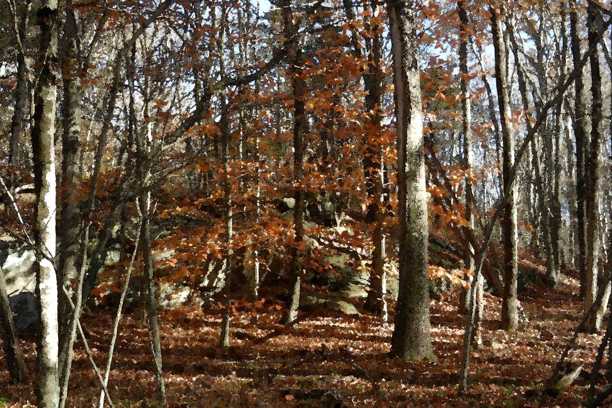 Canfield Woods 5 by Ellen Gaube 