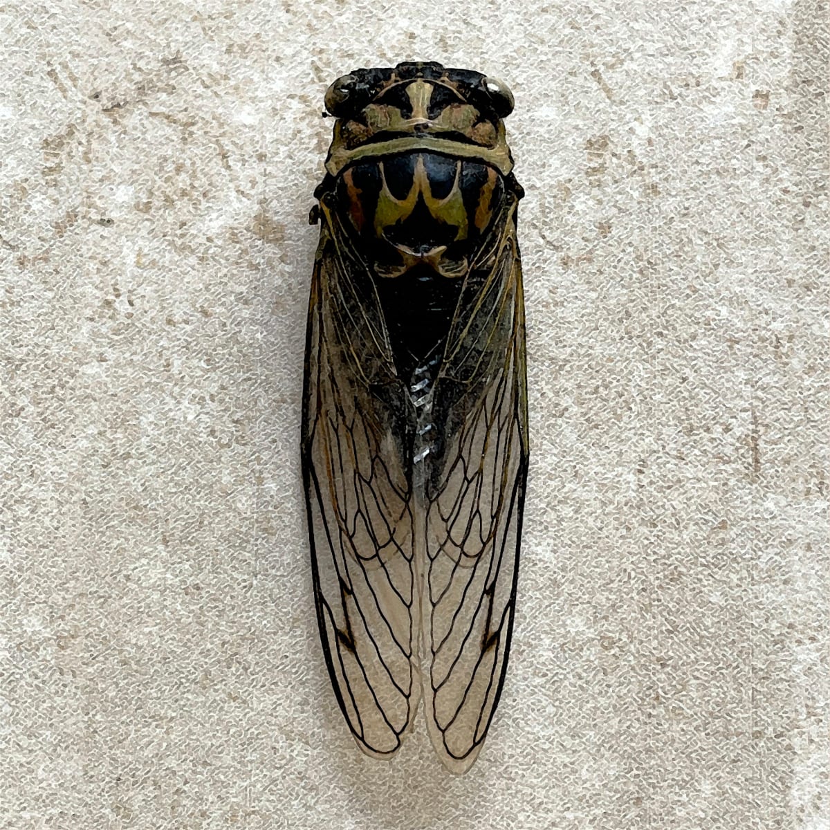 Cicada 2 by Ellen Gaube  Image: Cicada 2