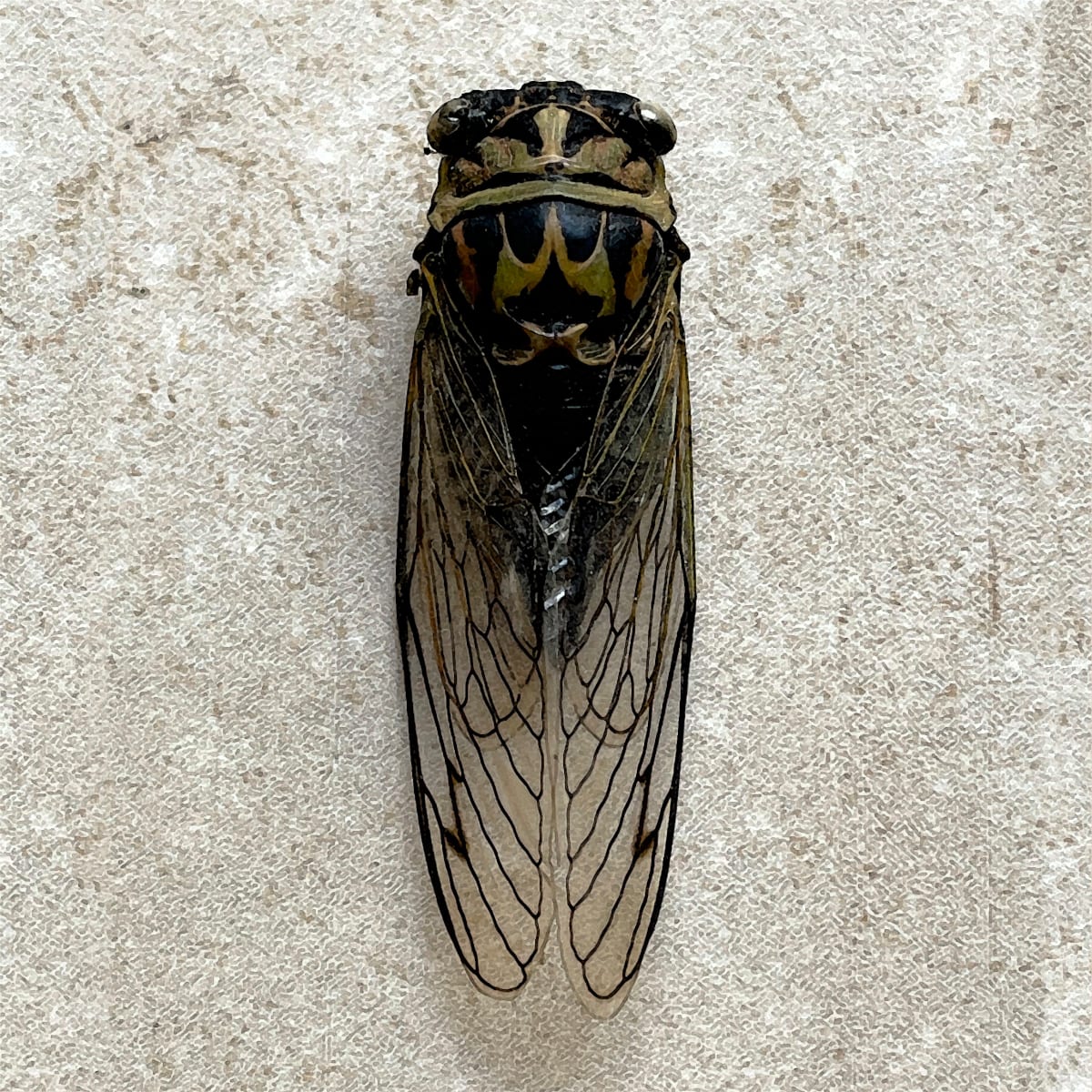 Cicada 2 by Ellen Gaube, Image 1.