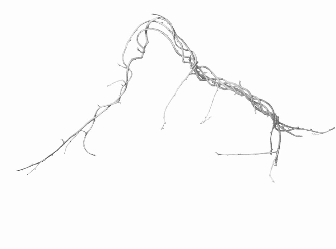 Strands by Ellen Gaube 