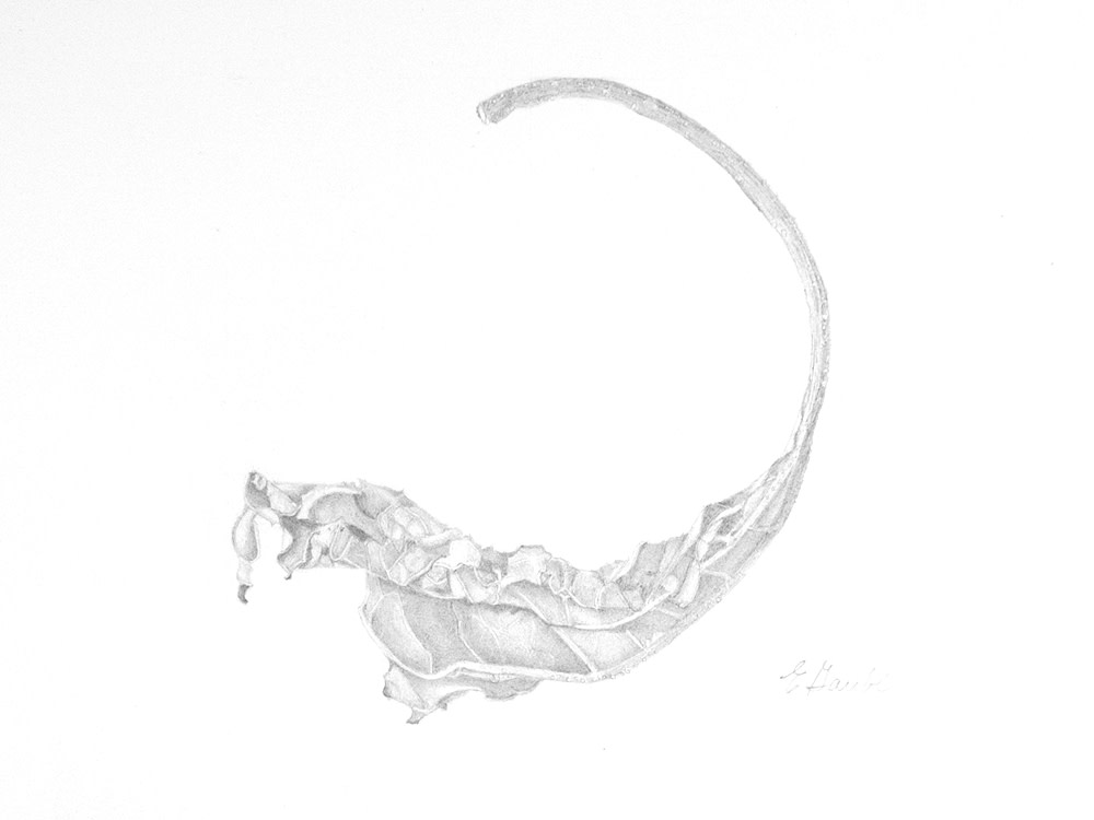 Sunflower Leaf 3 by Ellen Gaube, Image 2.