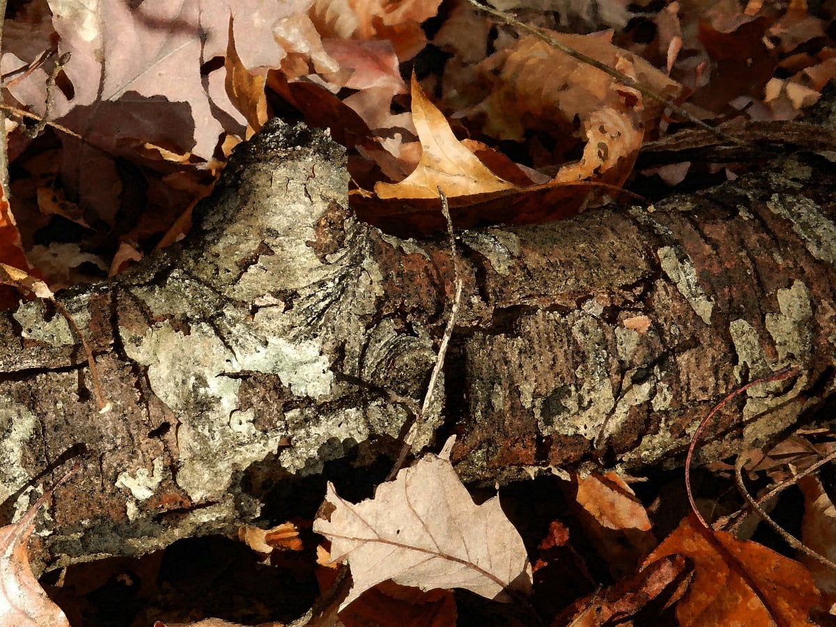 Fall Detritus 1 by Ellen Gaube 