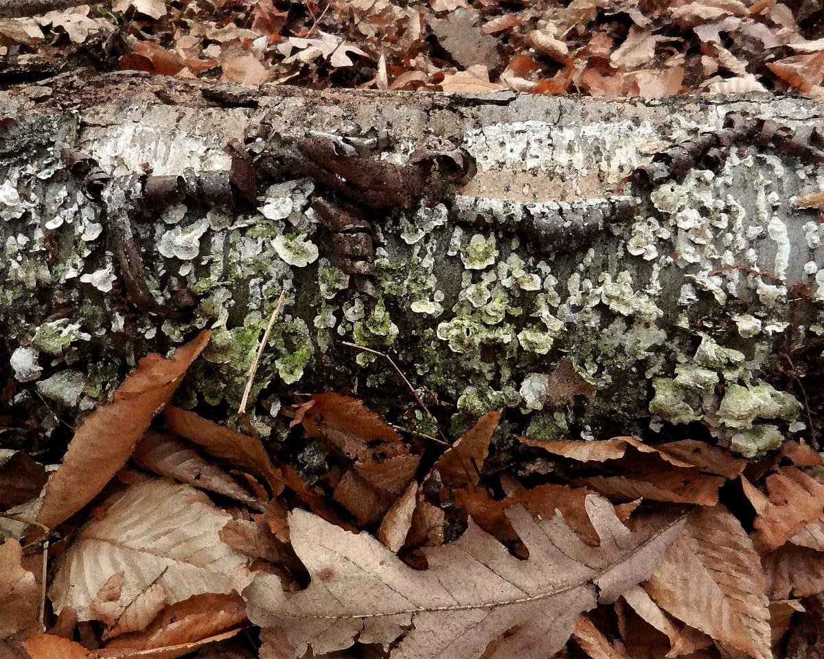 Fall Detritus 3 by Ellen Gaube 