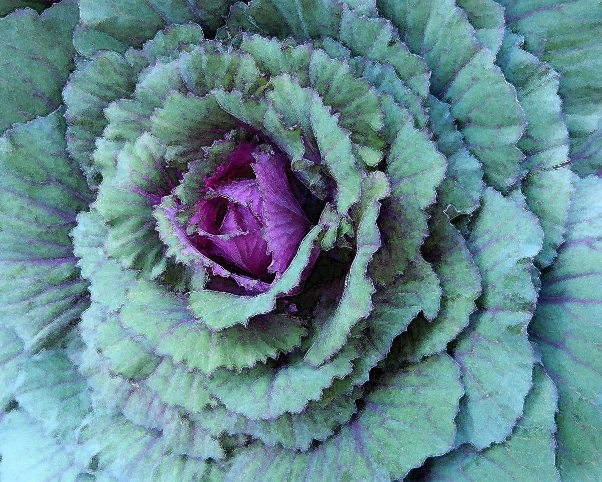 Fuchsia Cabbage 2 by Ellen Gaube  Image: Fuchsia Cabbage 2