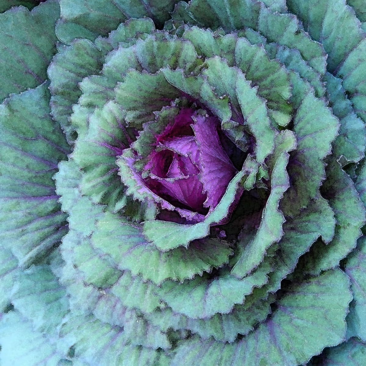 Fuscia Cabbage 2A by Ellen Gaube  Image: Fuscia Cabbage 2A