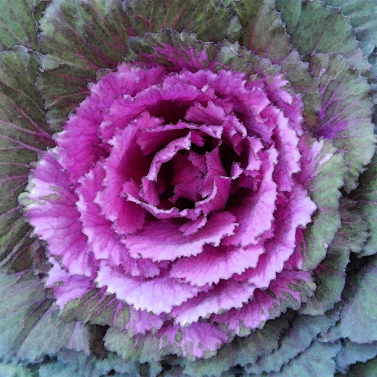 Fuchsia Cabbage 3 by Ellen Gaube  Image: Fuchsia Cabbage 3