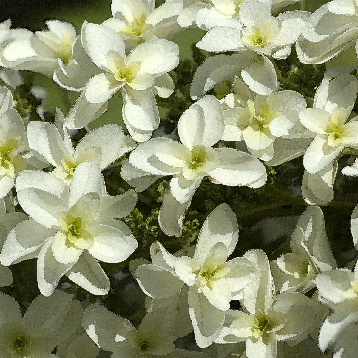 Hydrangea quercifolia 1 by Ellen Gaube 