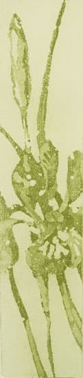 Green Iris, Image 1.