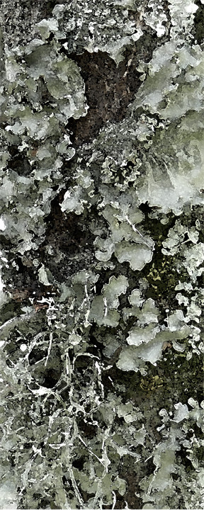 Lichens by Ellen Gaube 