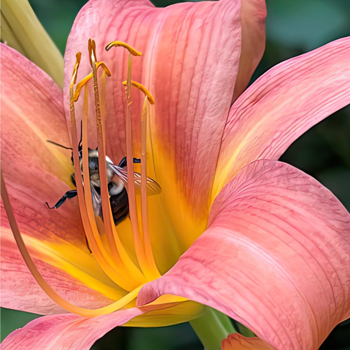 Lily Bee 1 by Ellen Gaube  Image: Lily Bee 1