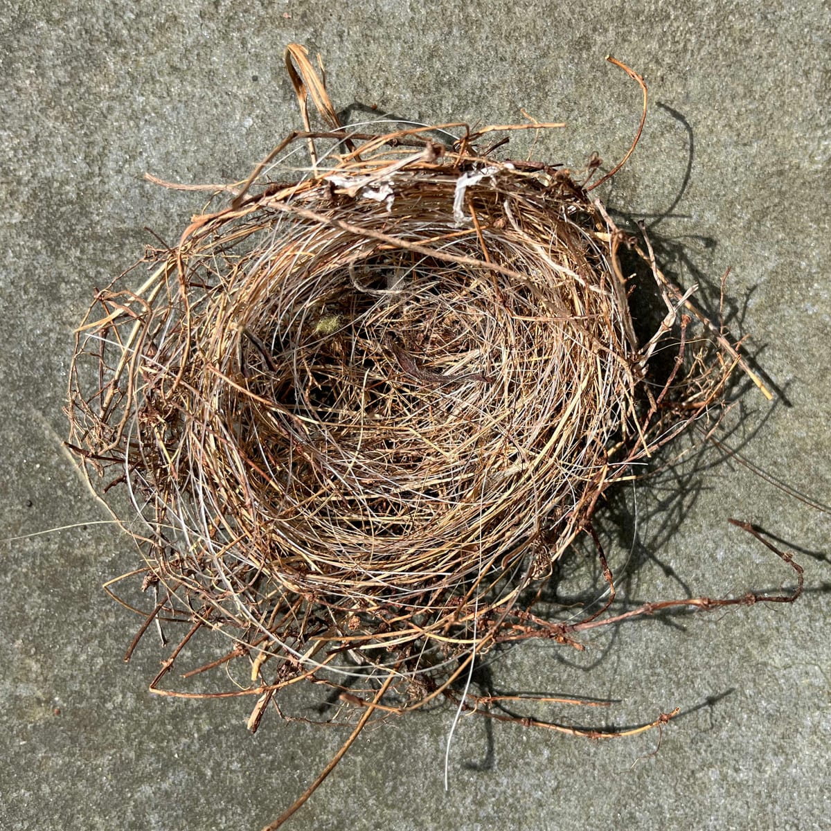 Nest 2 by Ellen Gaube 