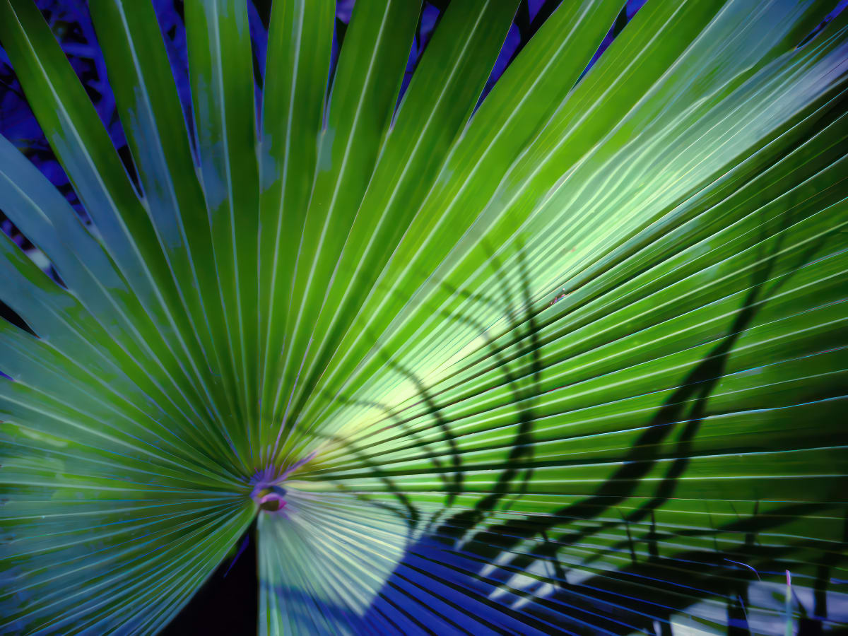Fan Palm by Ellen Gaube  Image: PVW Fan Palm