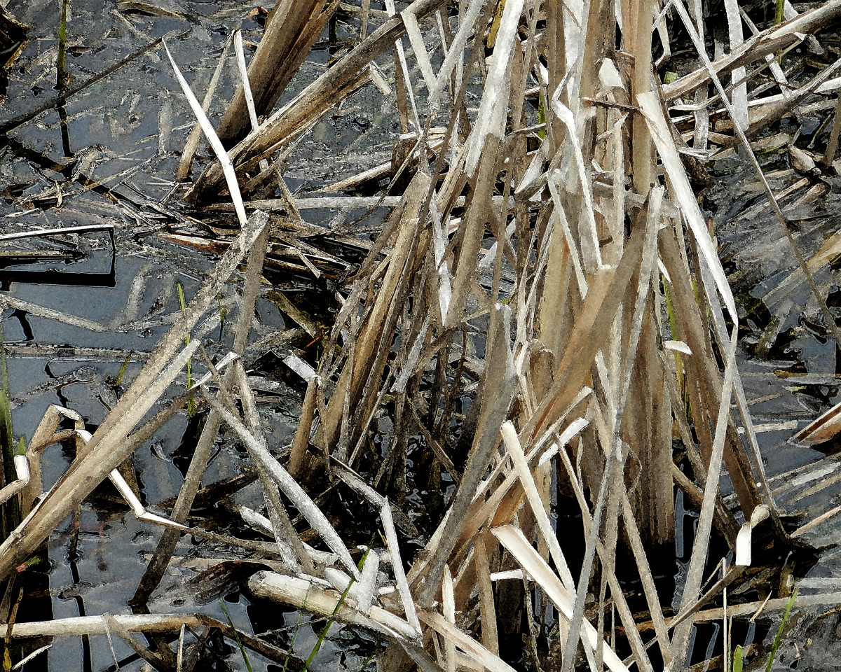 Tan Reeds 1 by Ellen Gaube 