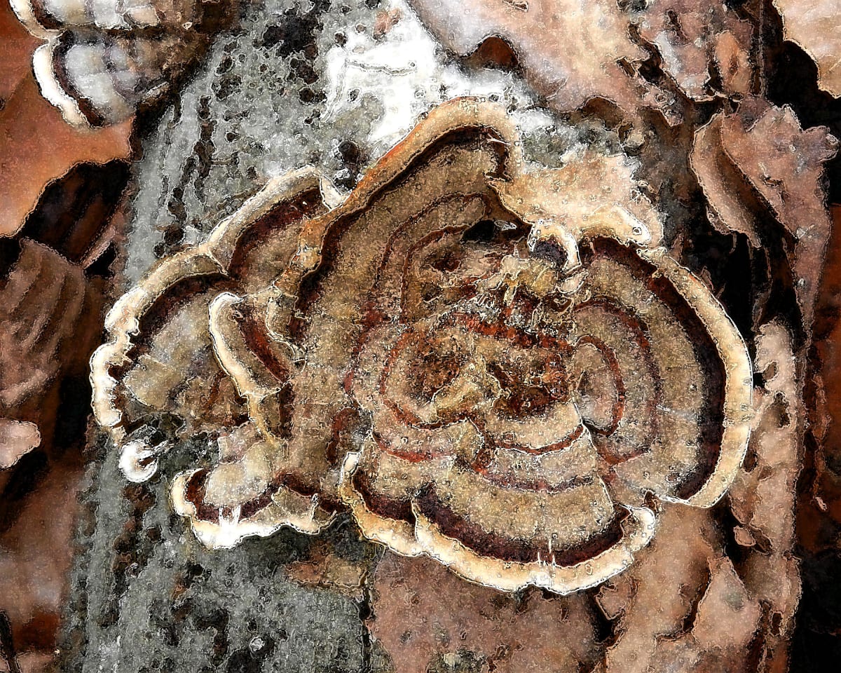 Trametes versicolor 2 by Ellen Gaube, Image 1.