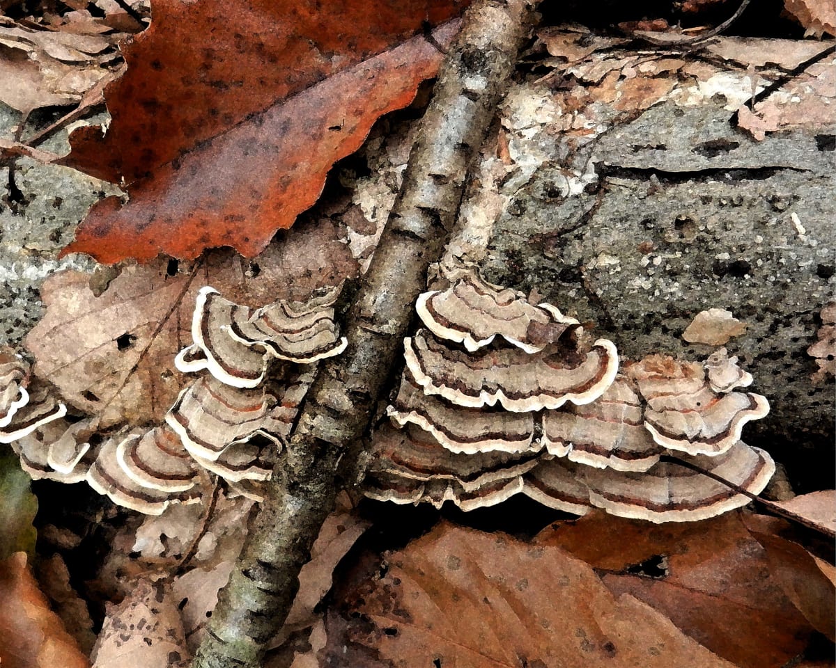Trametes versicolor 6 by Ellen Gaube, Image 1.