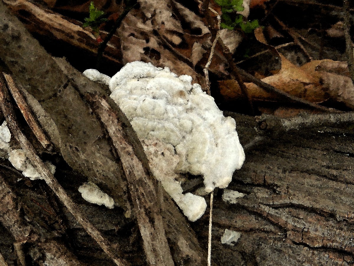 White Fungus by Ellen Gaube 