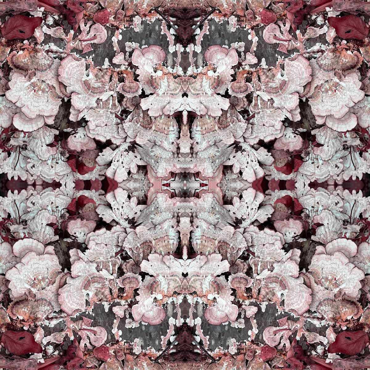 Lille Lace 1            2/10 by Ellen Gaube  Image: Lille Lace 1    2/10