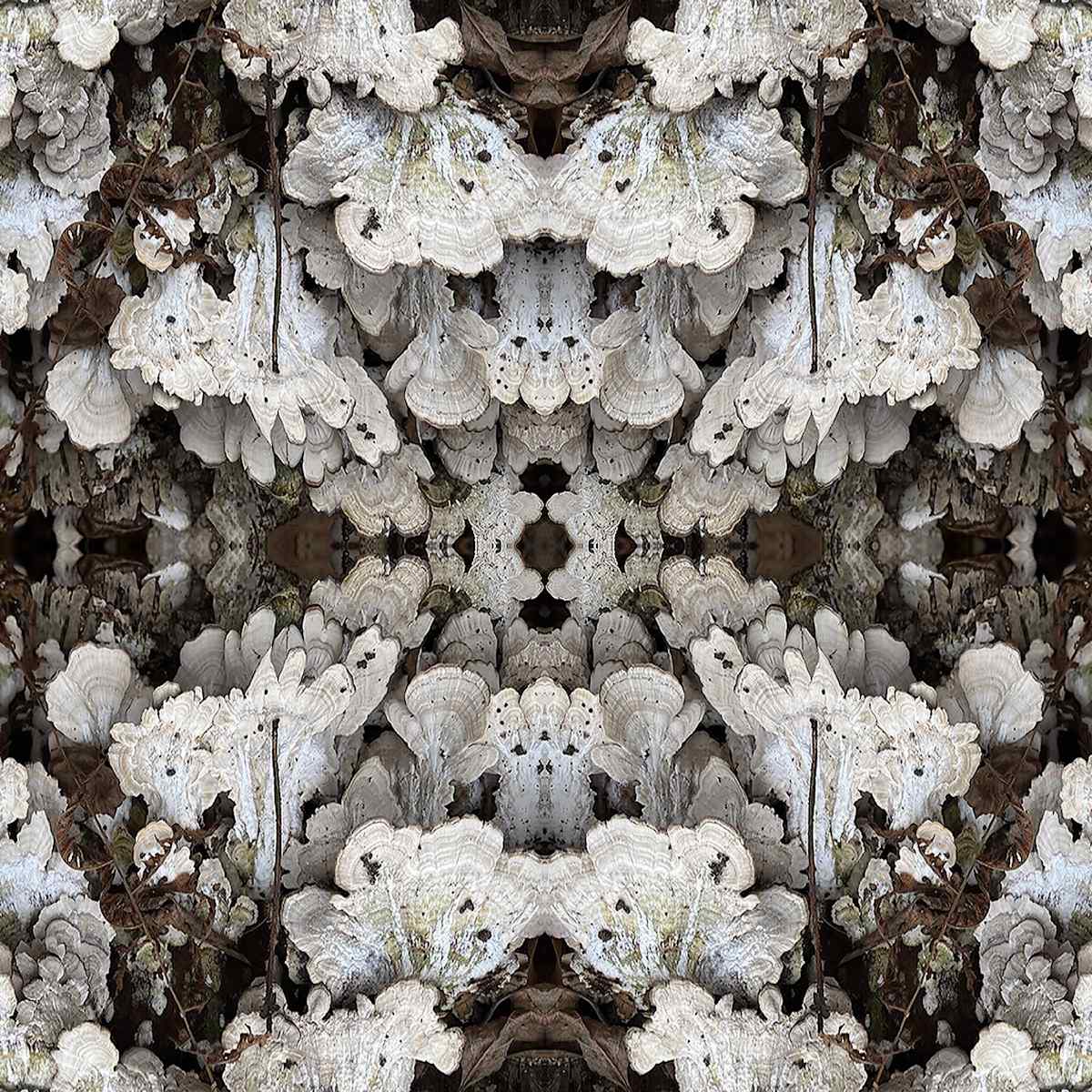 Canfield Lace 5 by Ellen Gaube  Image: Canfield Lace 5