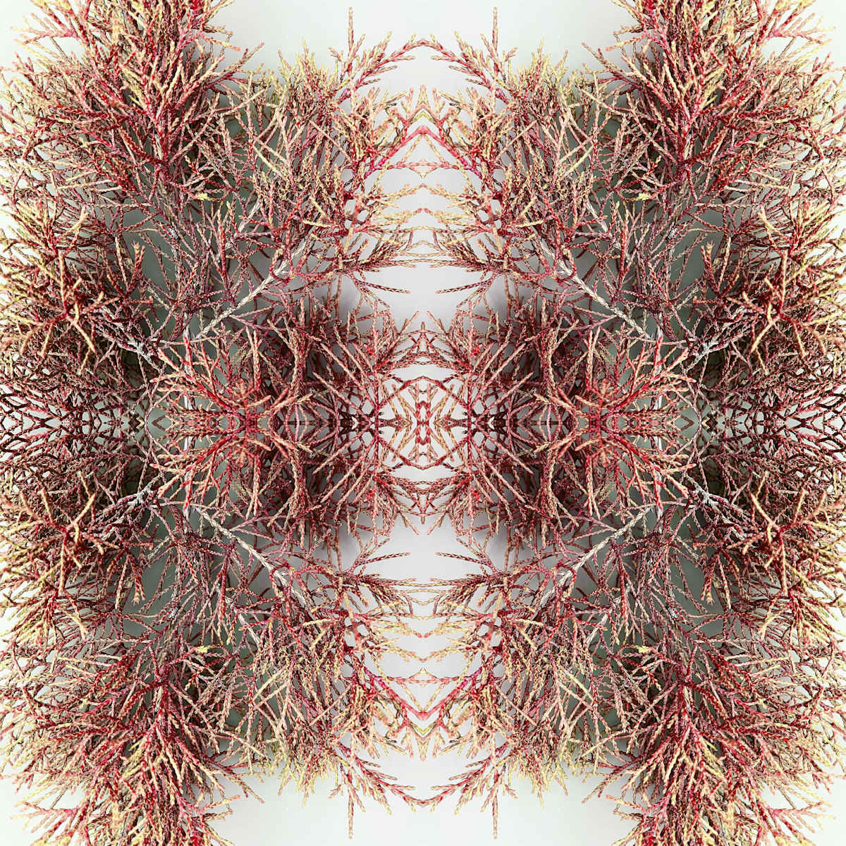 Plouen Lace 1 by Ellen Gaube  Image: Plouen Lace 1