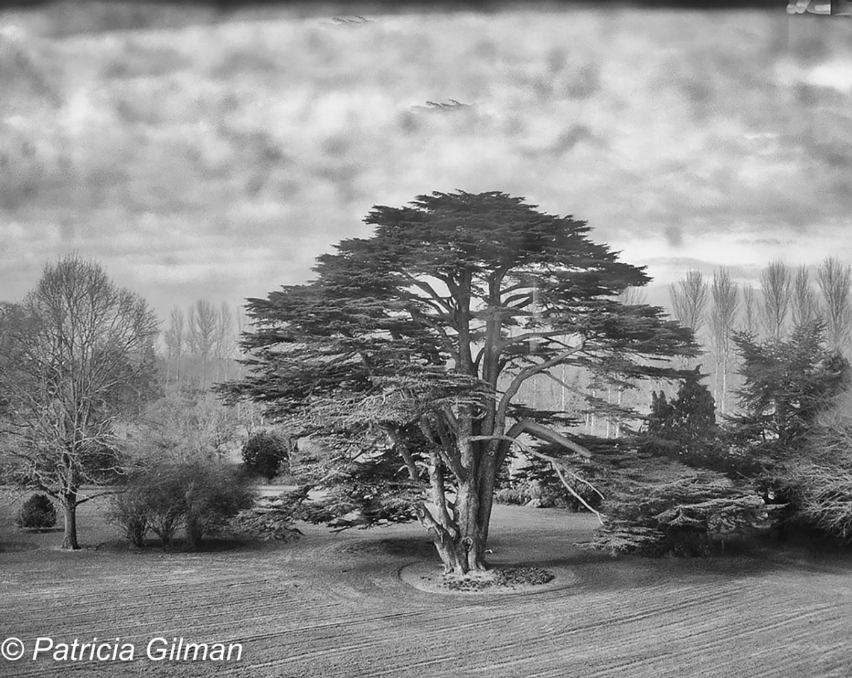 NYC4PA Call for Entry - TREES