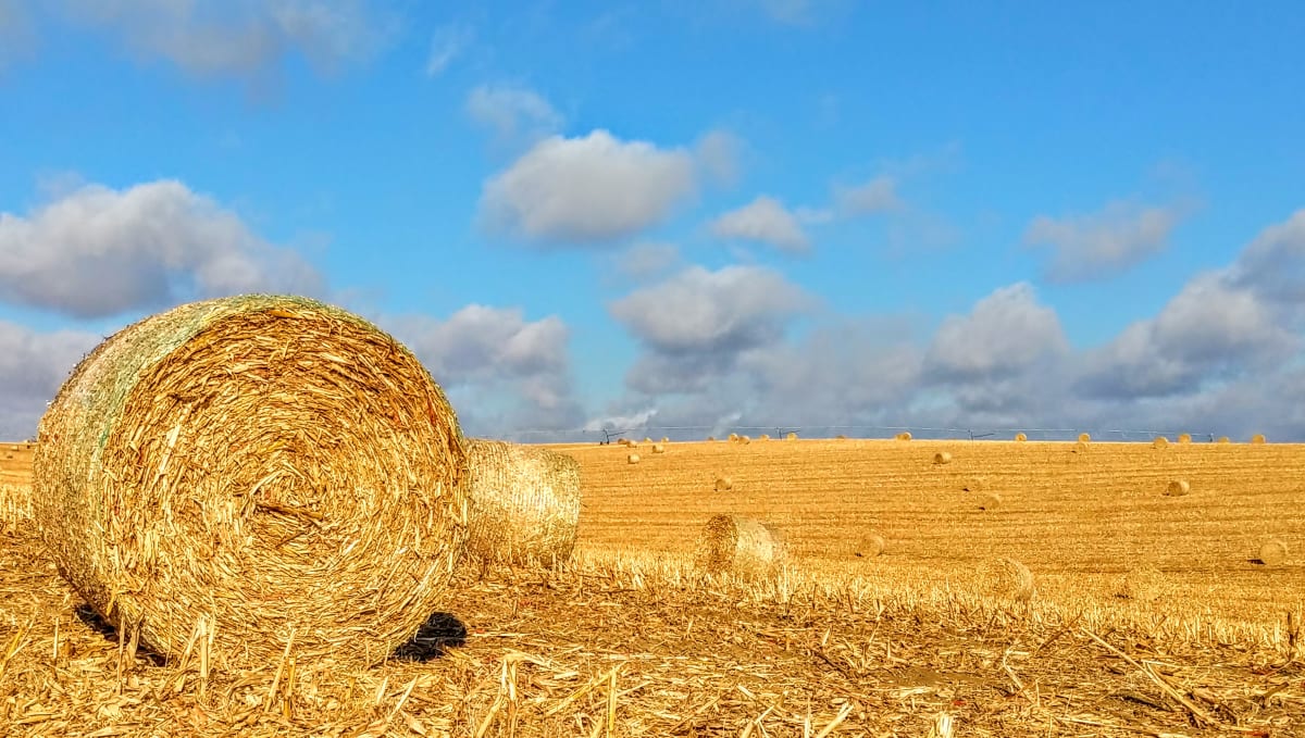 Signs of Rural Life juried exhibition