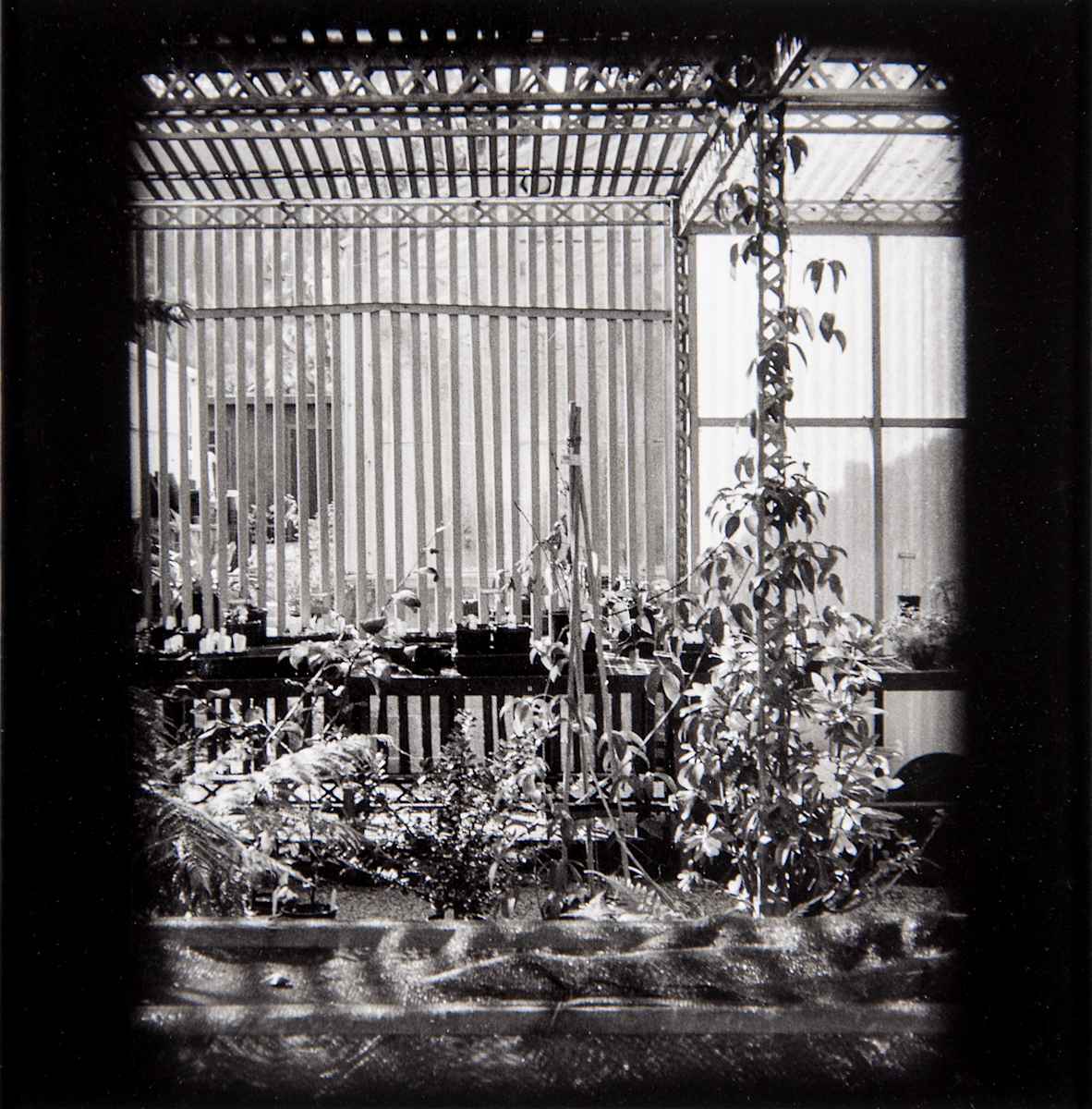 Potting Shed, Berkeley, edition image.