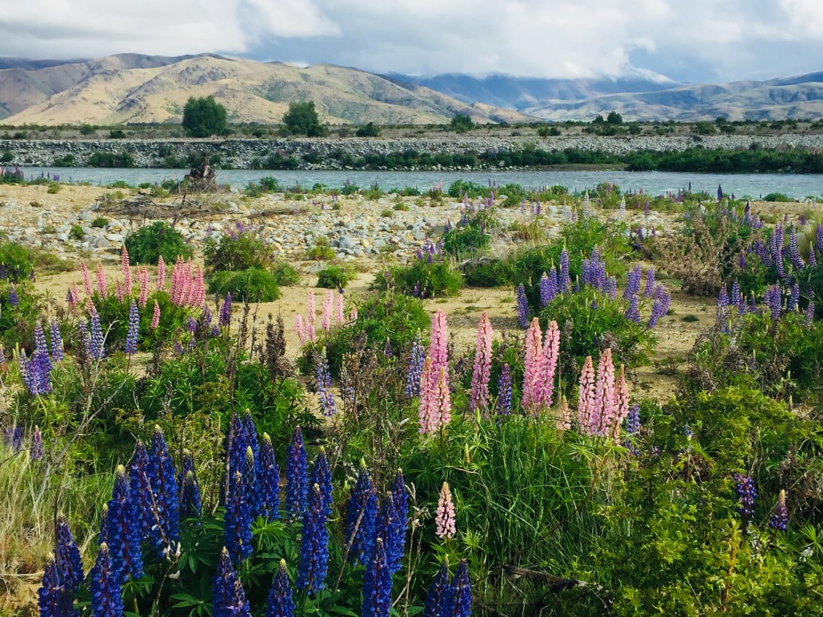 Blossoming Flowers Around the Lake by Phuoc Anne Nguyen, PharmD, MS, BCPS 