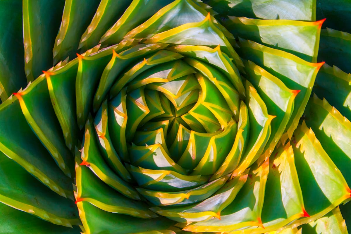 Aloe Polyphylla by Matthew Landry 