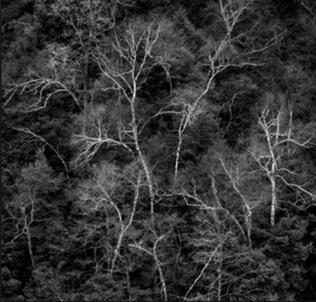 Hillside White Birch, Letchworth State Park, New York by John Sexton 