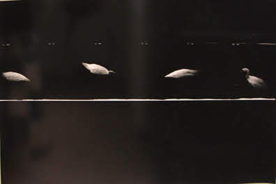 Four Swans by Corinne Adams 