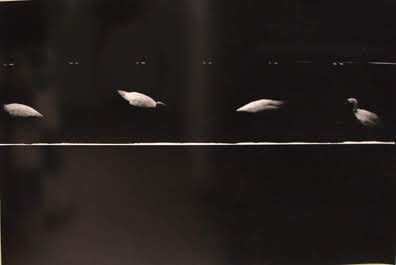 Four Swans by Corinne Adams, Image 1.