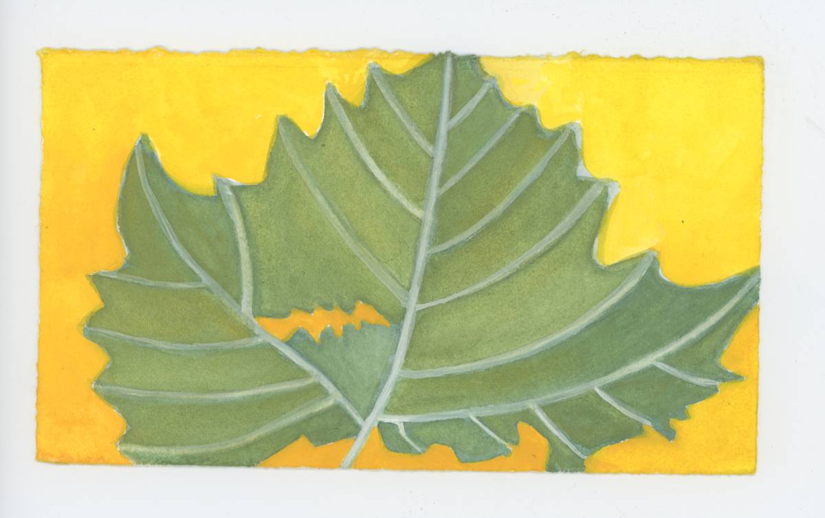 The Sycamore Leaf, #1919, Image 1.