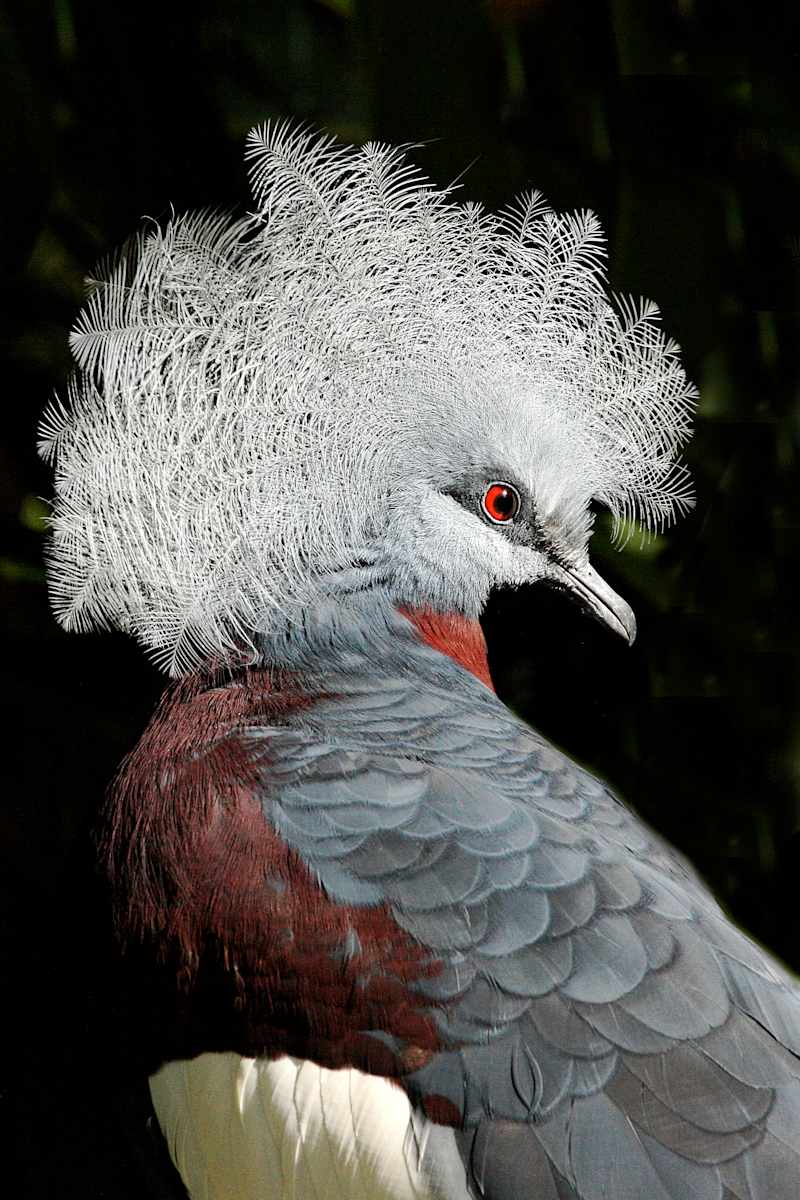 With a Crowned Pigeon by Robert Davis, MD, Image 1.