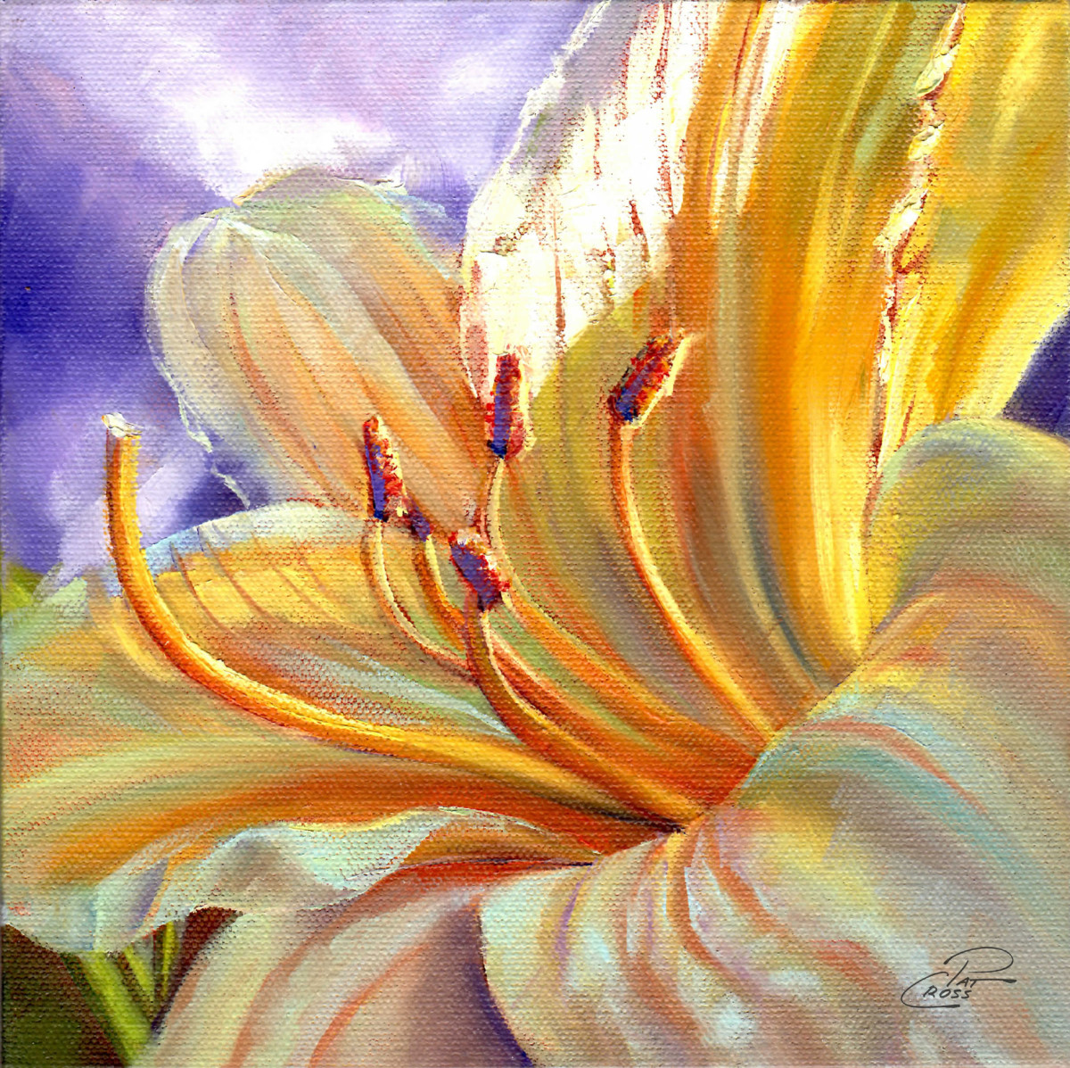 Yellow Stella Daylily by Pat Cross 