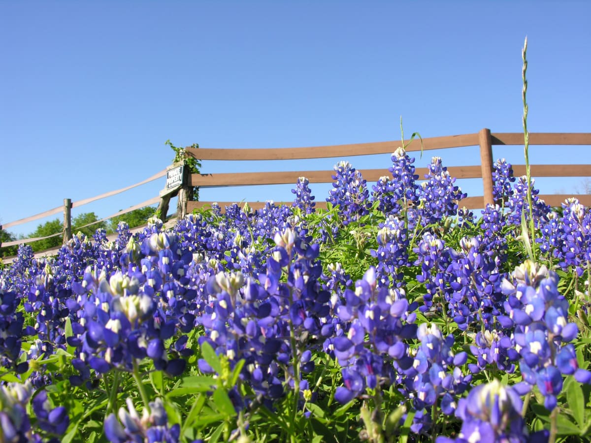 Along the Fence by Sue Wexler 