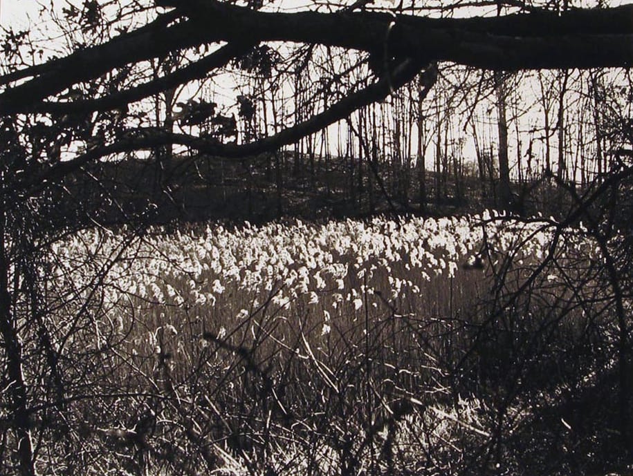 Wildflowers in Meadow by N. Jay Jaffee 