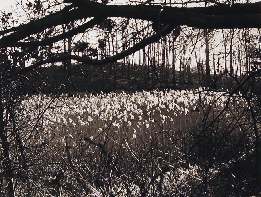 Wildflowers in Meadow by N. Jay Jaffee, Image 1.