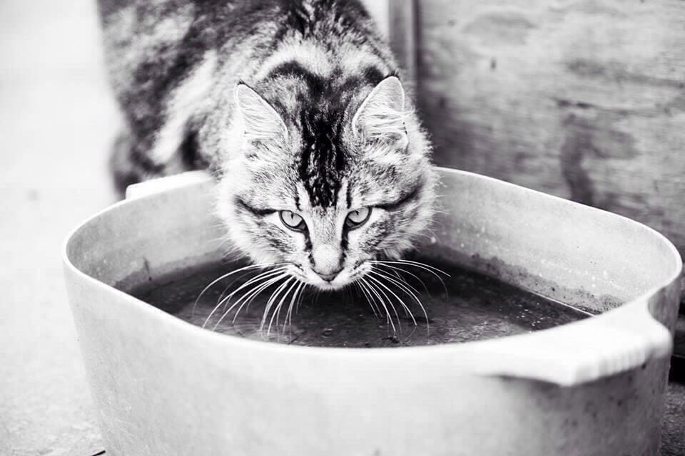 A Drink of Water by Krisen Delphin 