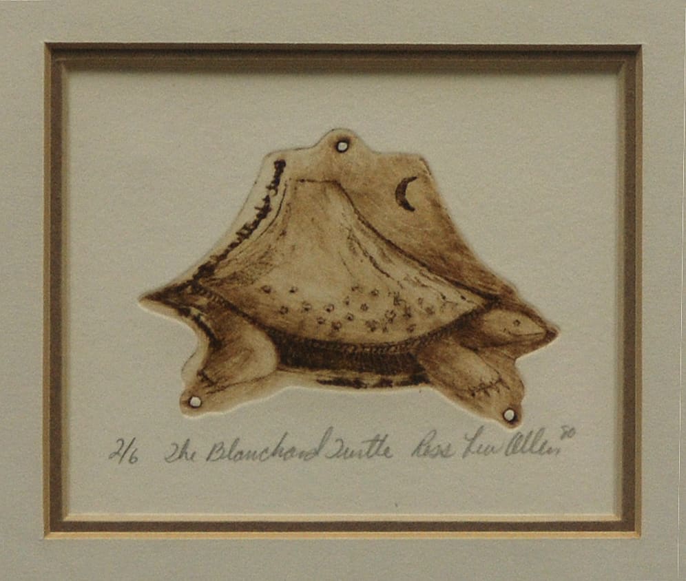 The Blanchard Turtle by Ross Lew Allen 