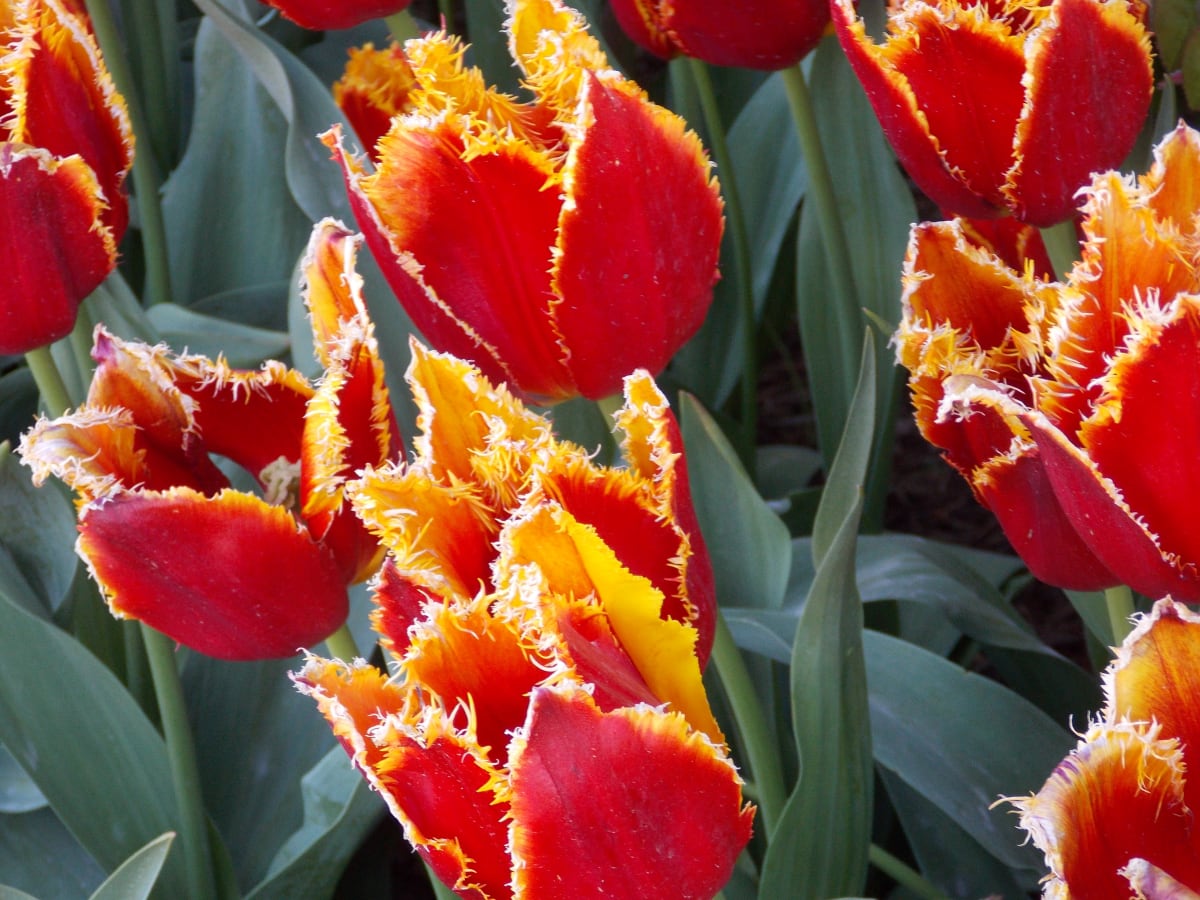 Red Blooms by Carrie Stiles 